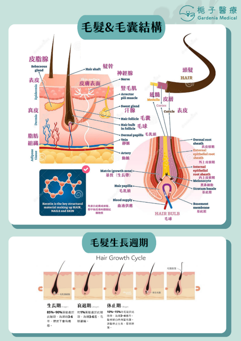 了解头发生长